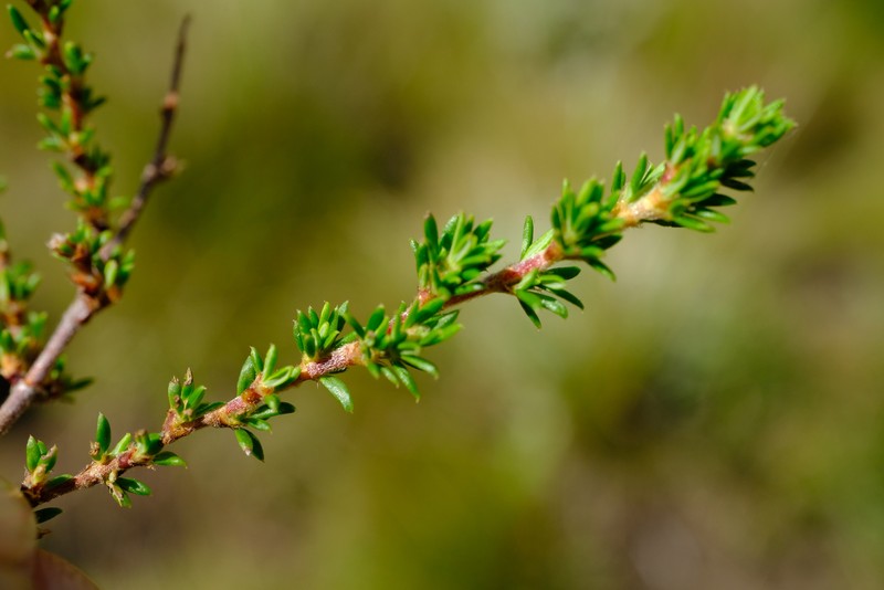 Cliffortia nitidula subsp. nitidula photo 2