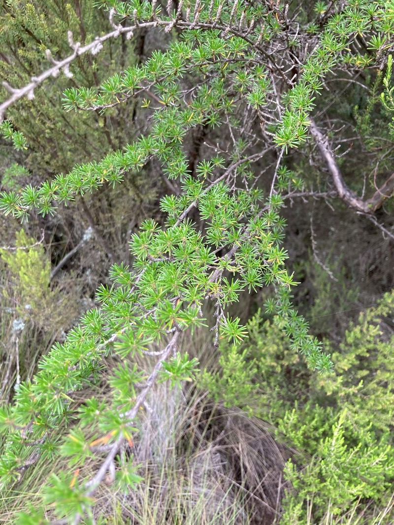 Cliffortia nitidula subsp. nitidula photo 3