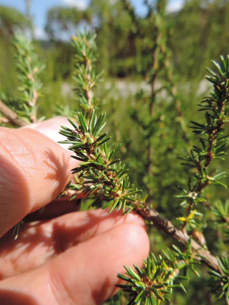 Cliffortia nitidula subsp. nitidula photo 4