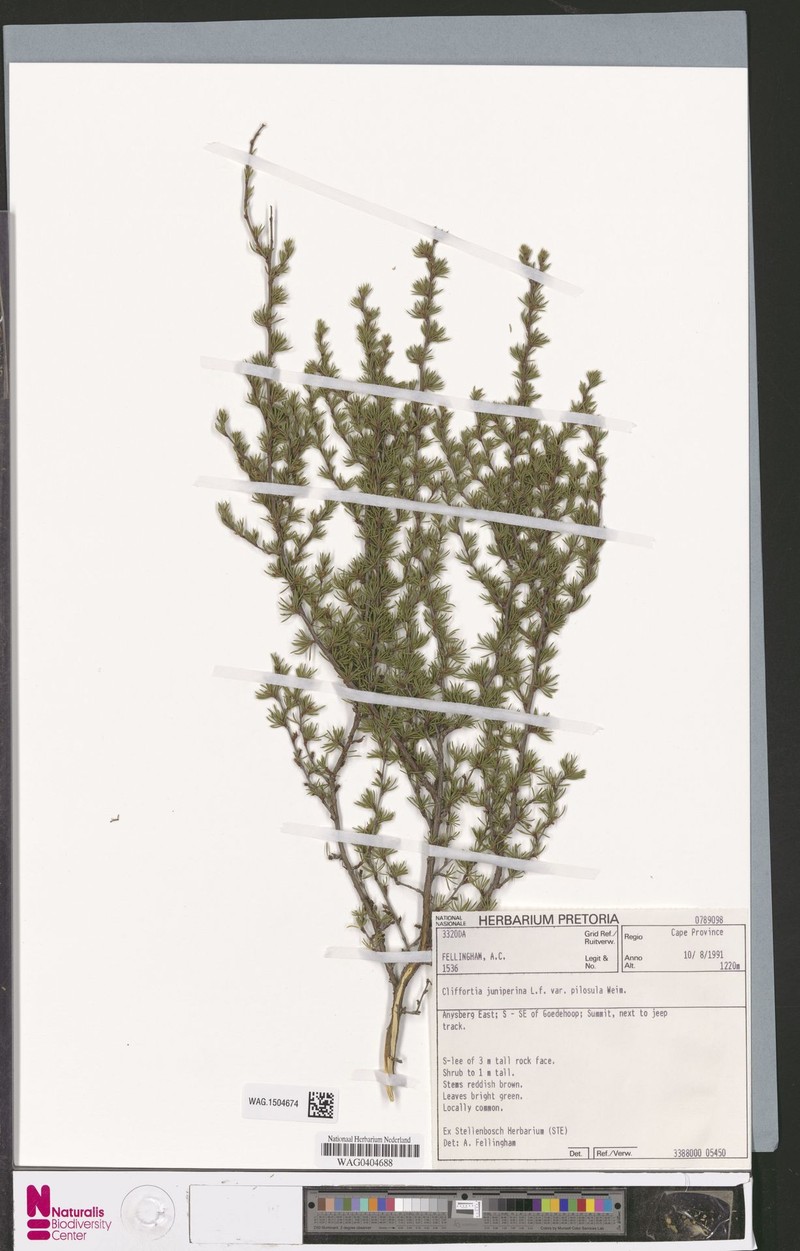 Cliffortia pilosula photo 2