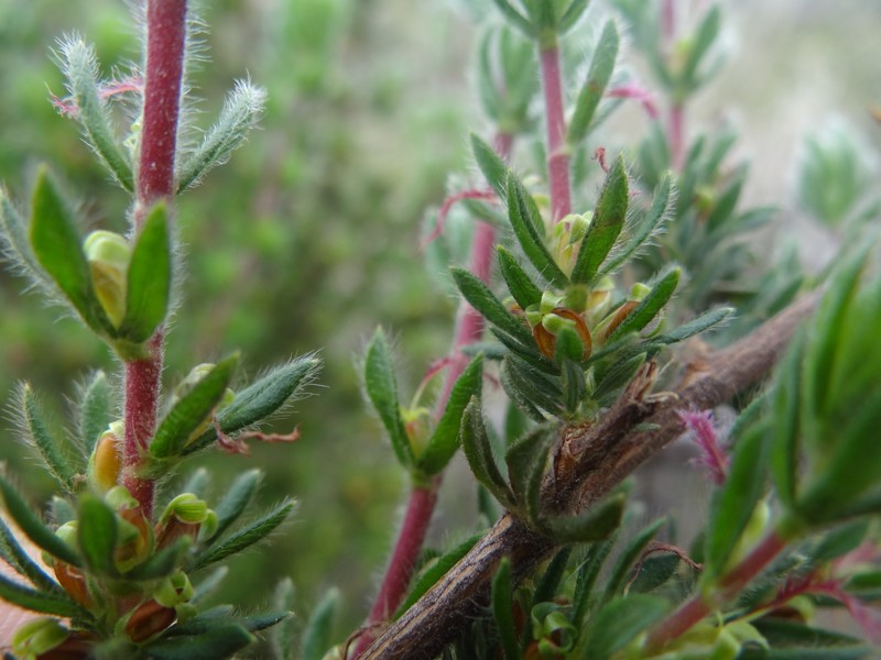 Cliffortia polygonifolia var. polygonifolia