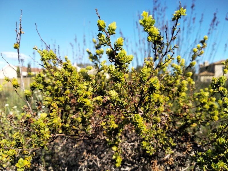 Cliffortia polygonifolia var. polygonifolia photo 2