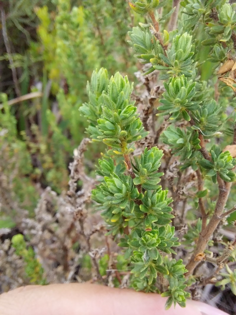 Cliffortia polygonifolia var. polygonifolia photo 3