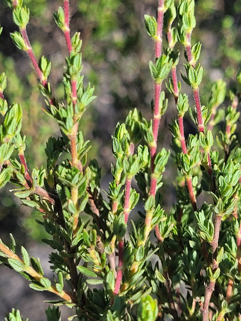 Cliffortia polygonifolia var. polygonifolia photo 4