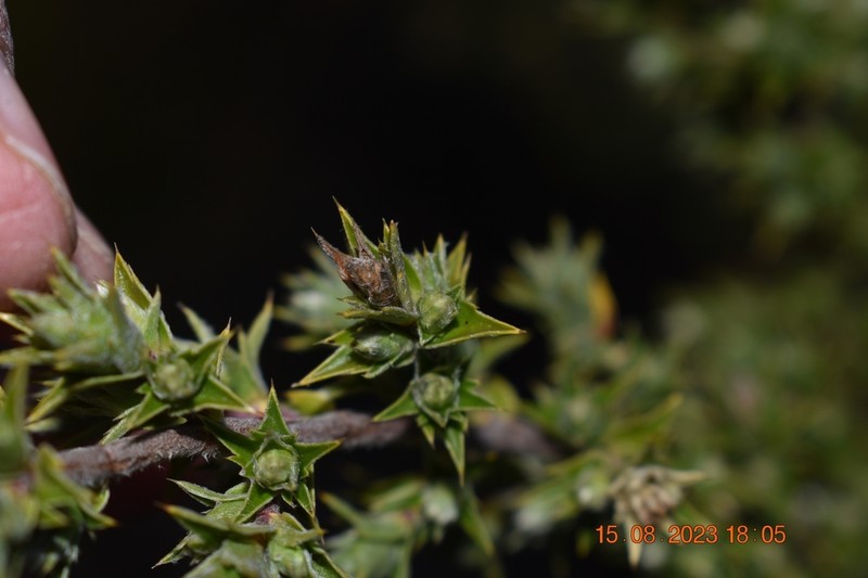 Cliffortia purpurea