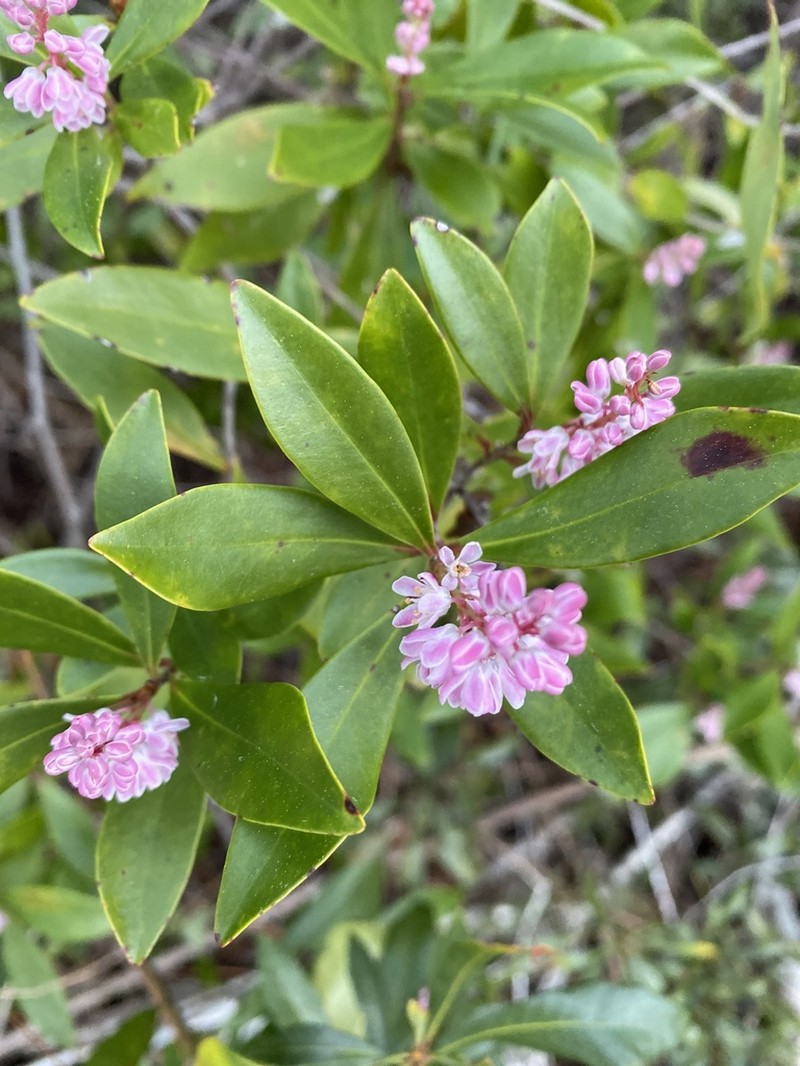 Buckwheat Tree
