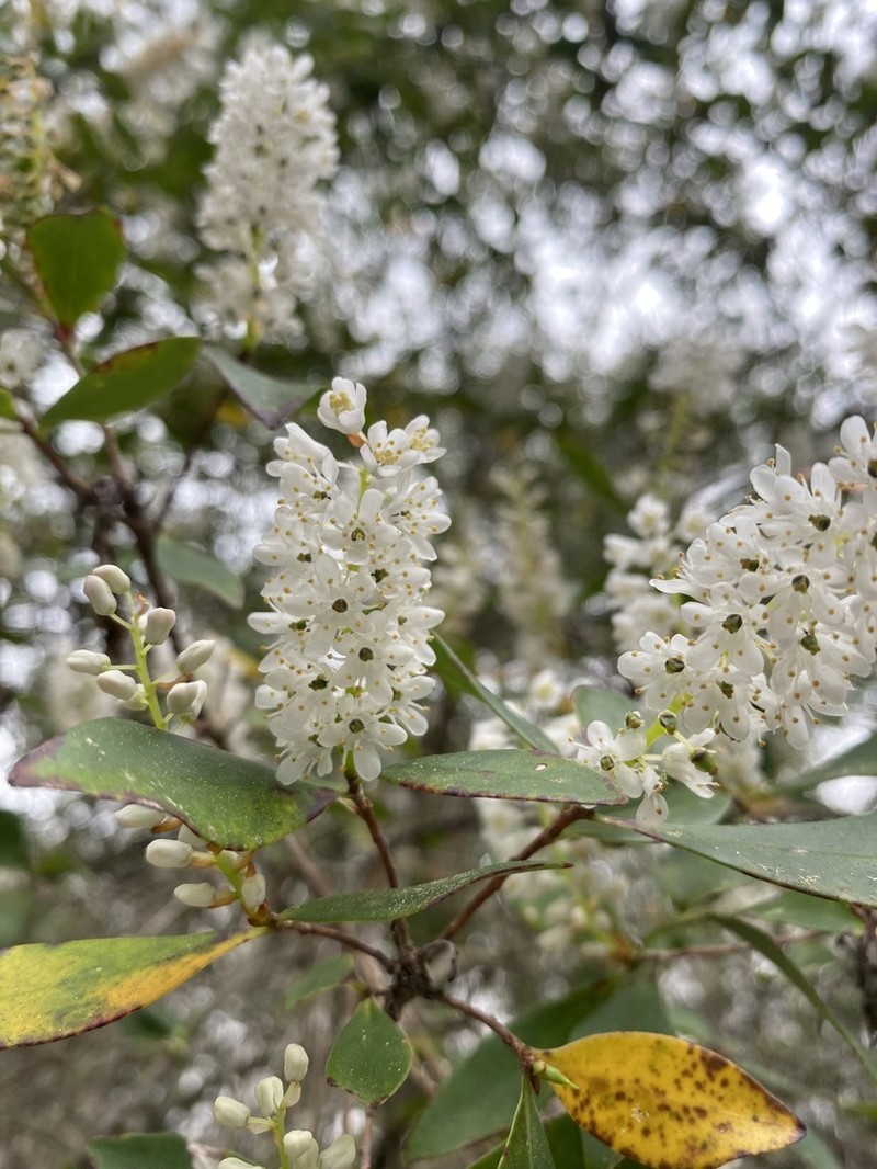 Buckwheat Tree photo 2