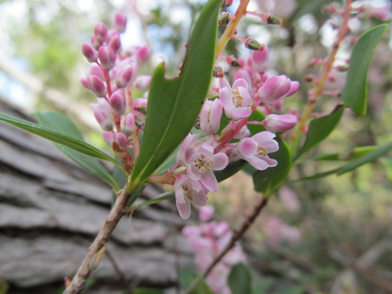 Buckwheat Tree photo 3
