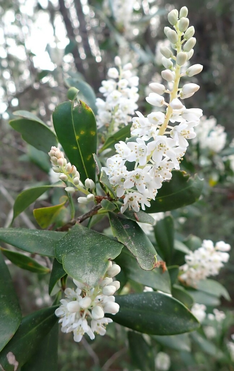 Buckwheat Tree photo 6