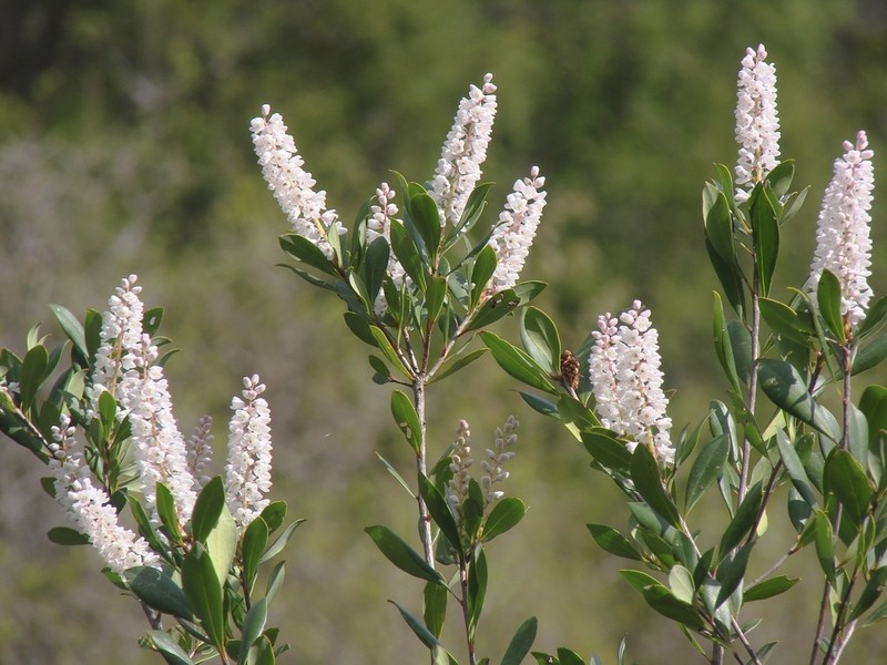 Buckwheat Tree photo 7