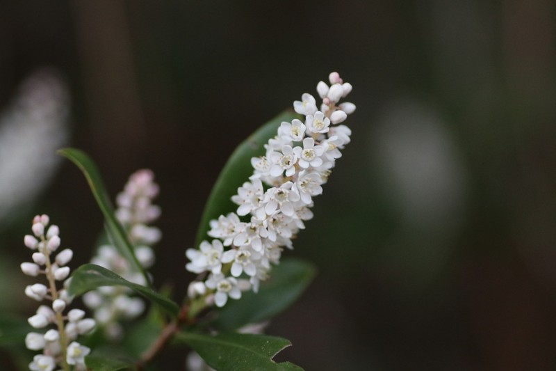 Buckwheat Tree photo 8