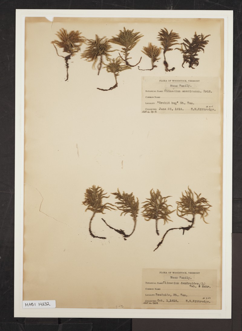 American Climacium Moss