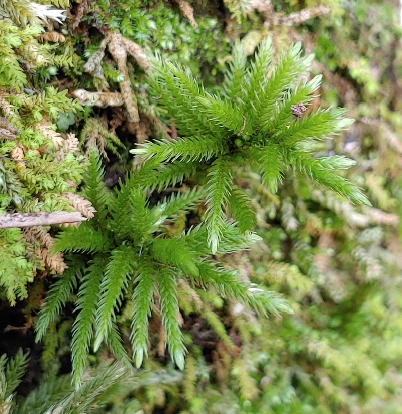 American Climacium Moss