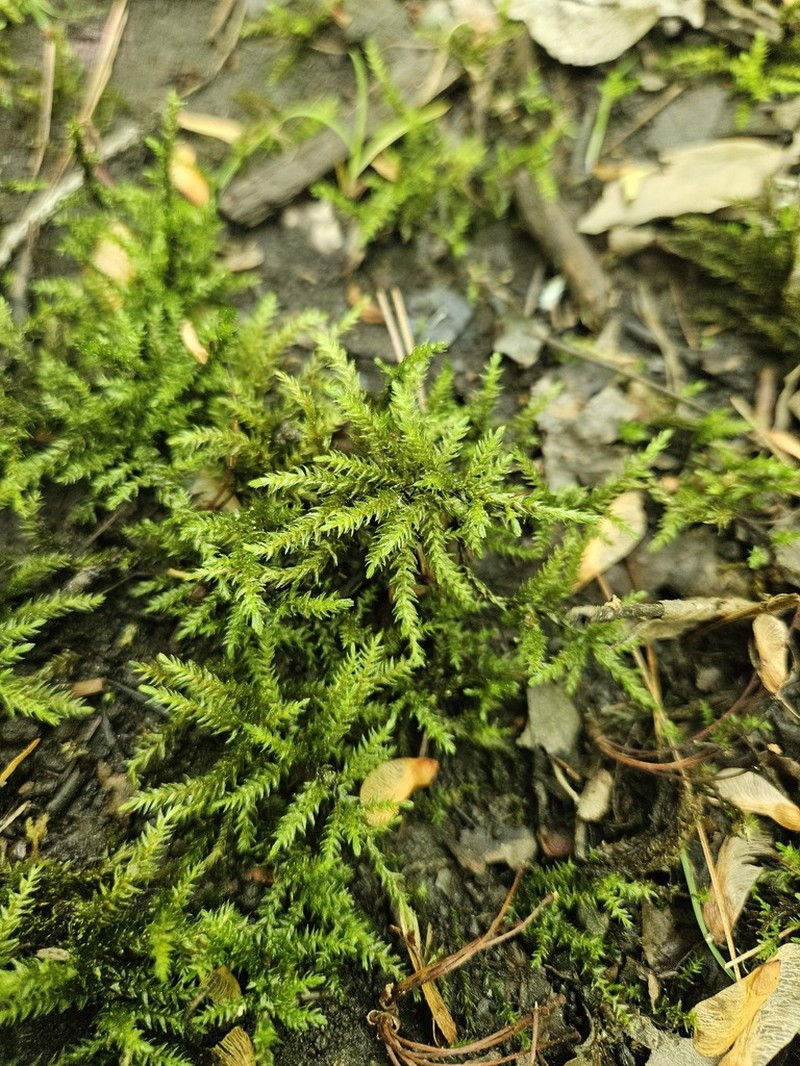 American Climacium Moss photo 2