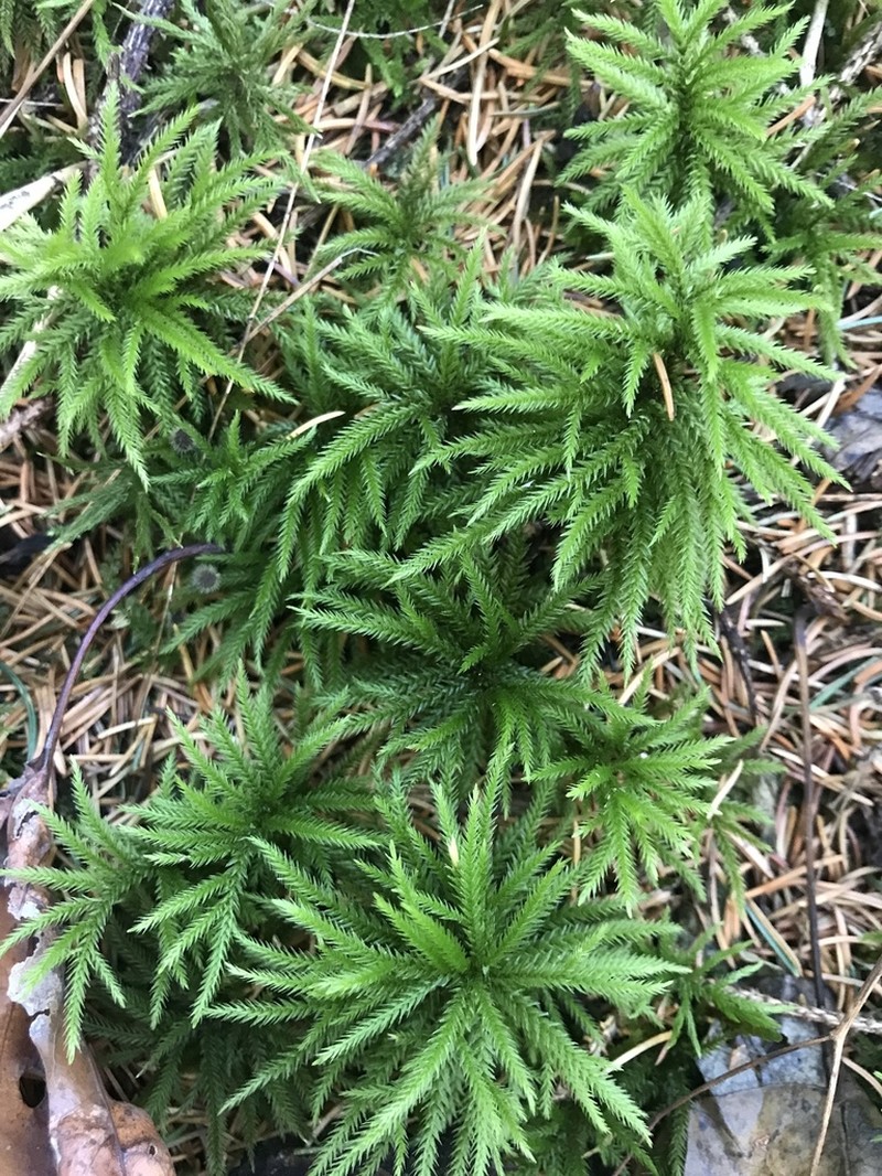 American Climacium Moss photo 3