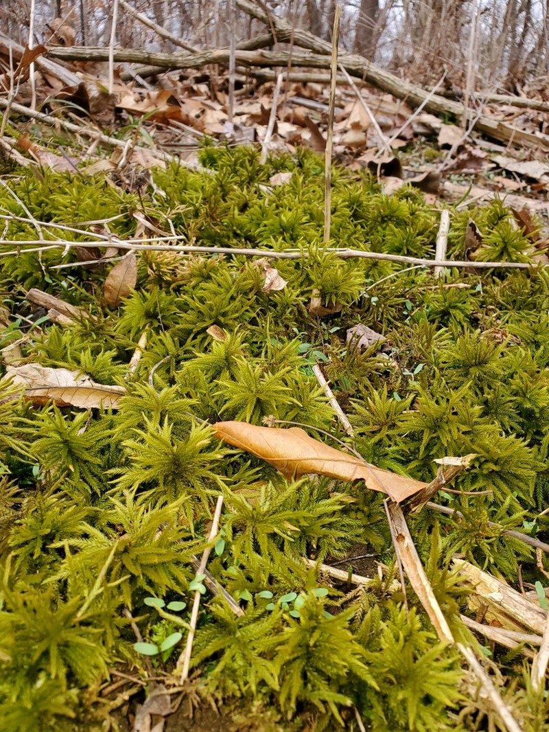 American Climacium Moss photo 4