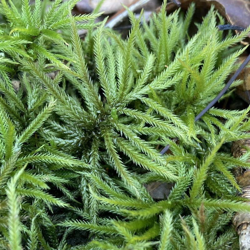American Climacium Moss photo 5