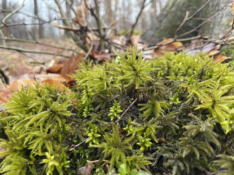 American Climacium Moss photo 6