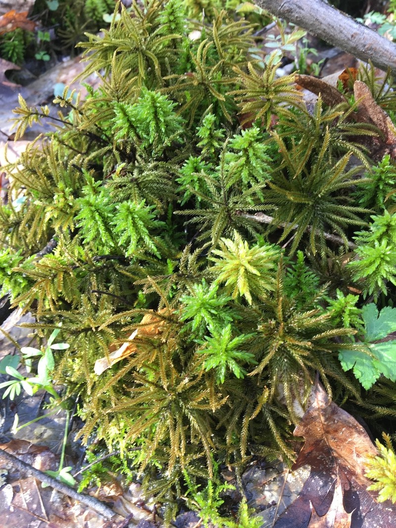 American Climacium Moss photo 7