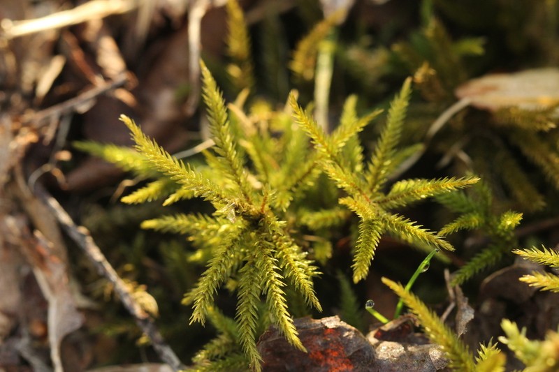 American Climacium Moss photo 8