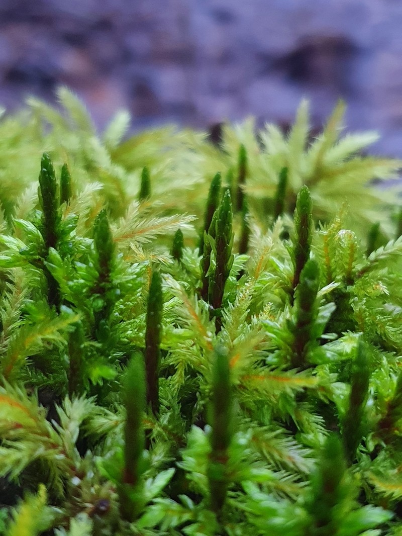 Tree Climacium Moss