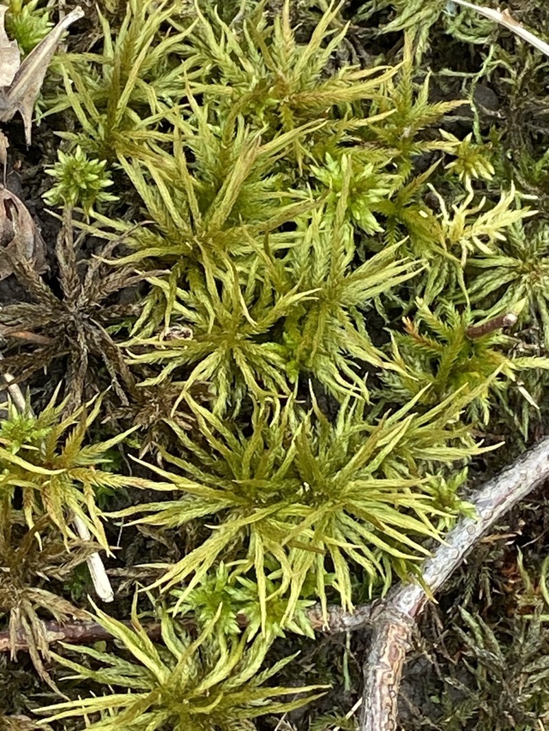 Tree Climacium Moss photo 2