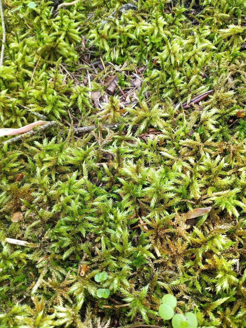 Tree Climacium Moss photo 3