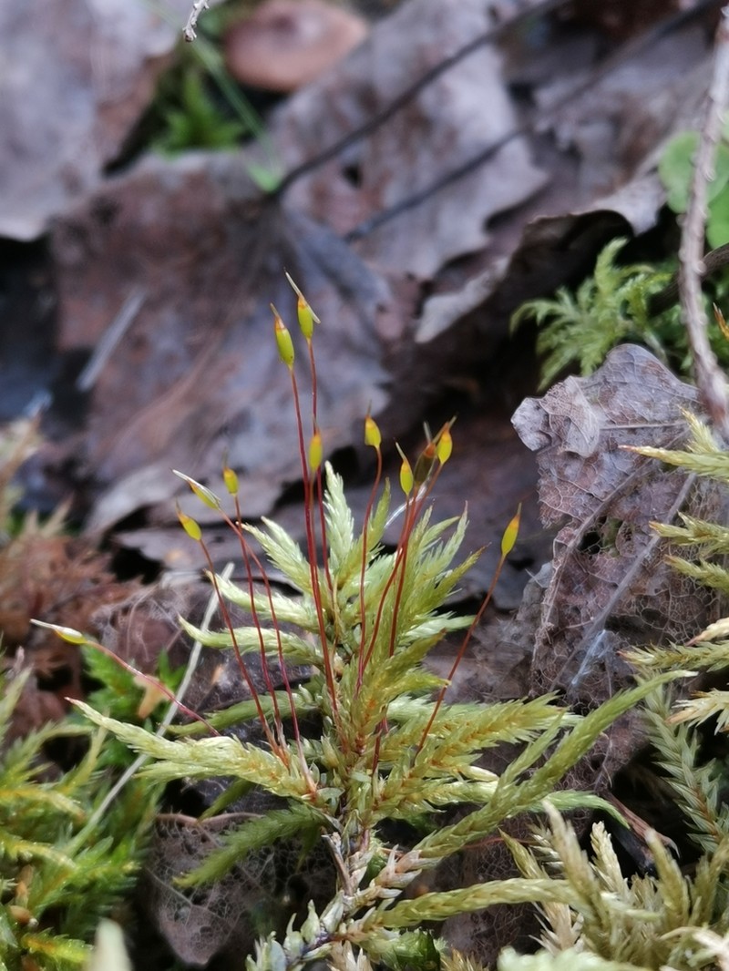 Tree Climacium Moss photo 4
