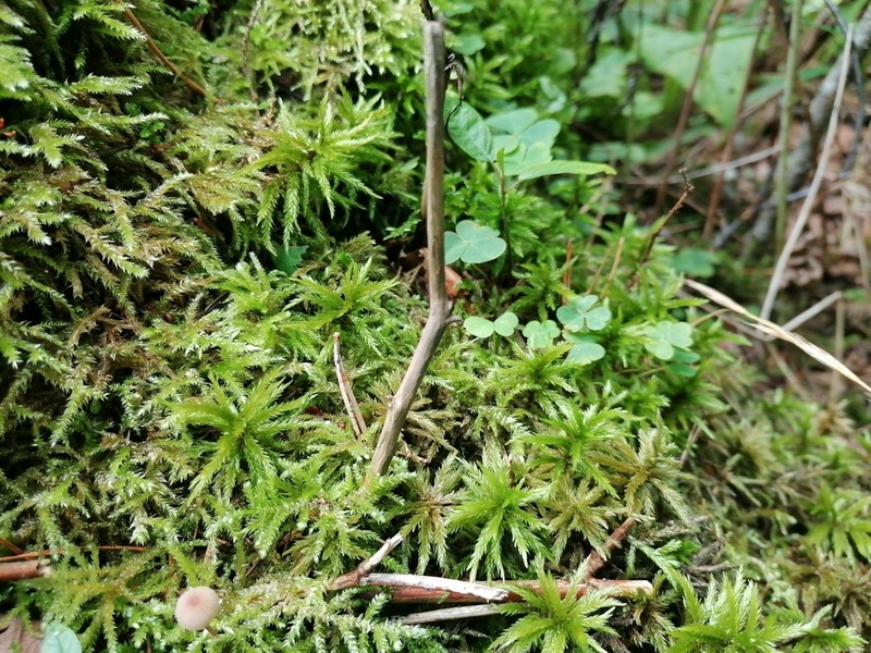Tree Climacium Moss photo 5