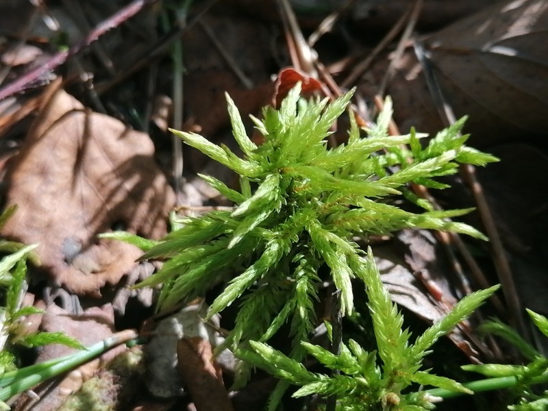 Tree Climacium Moss photo 6