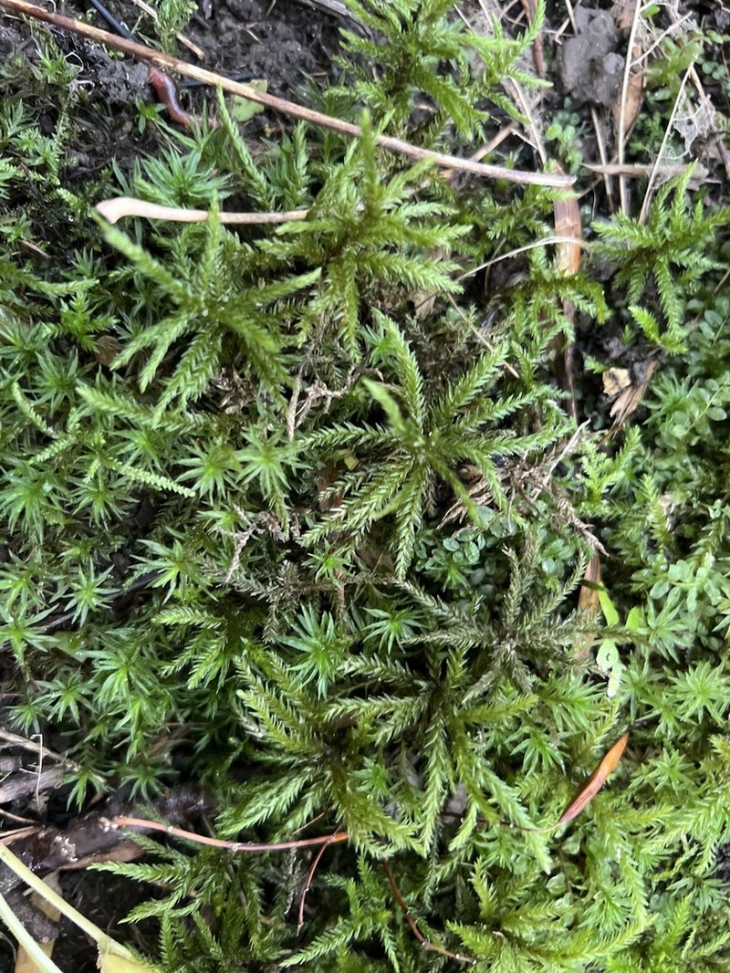 Tree Climacium Moss photo 7