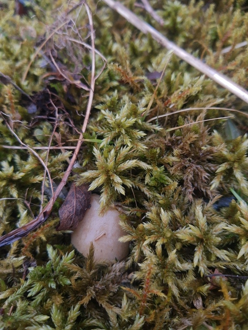 Tree Climacium Moss photo 8