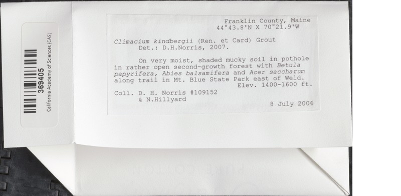 Kindberg's Climacium Moss photo 2