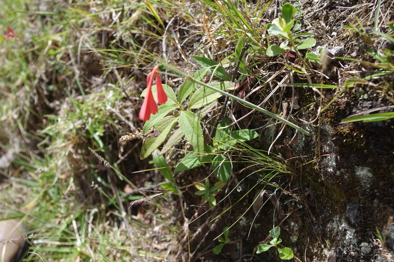 Clinanthus ruber