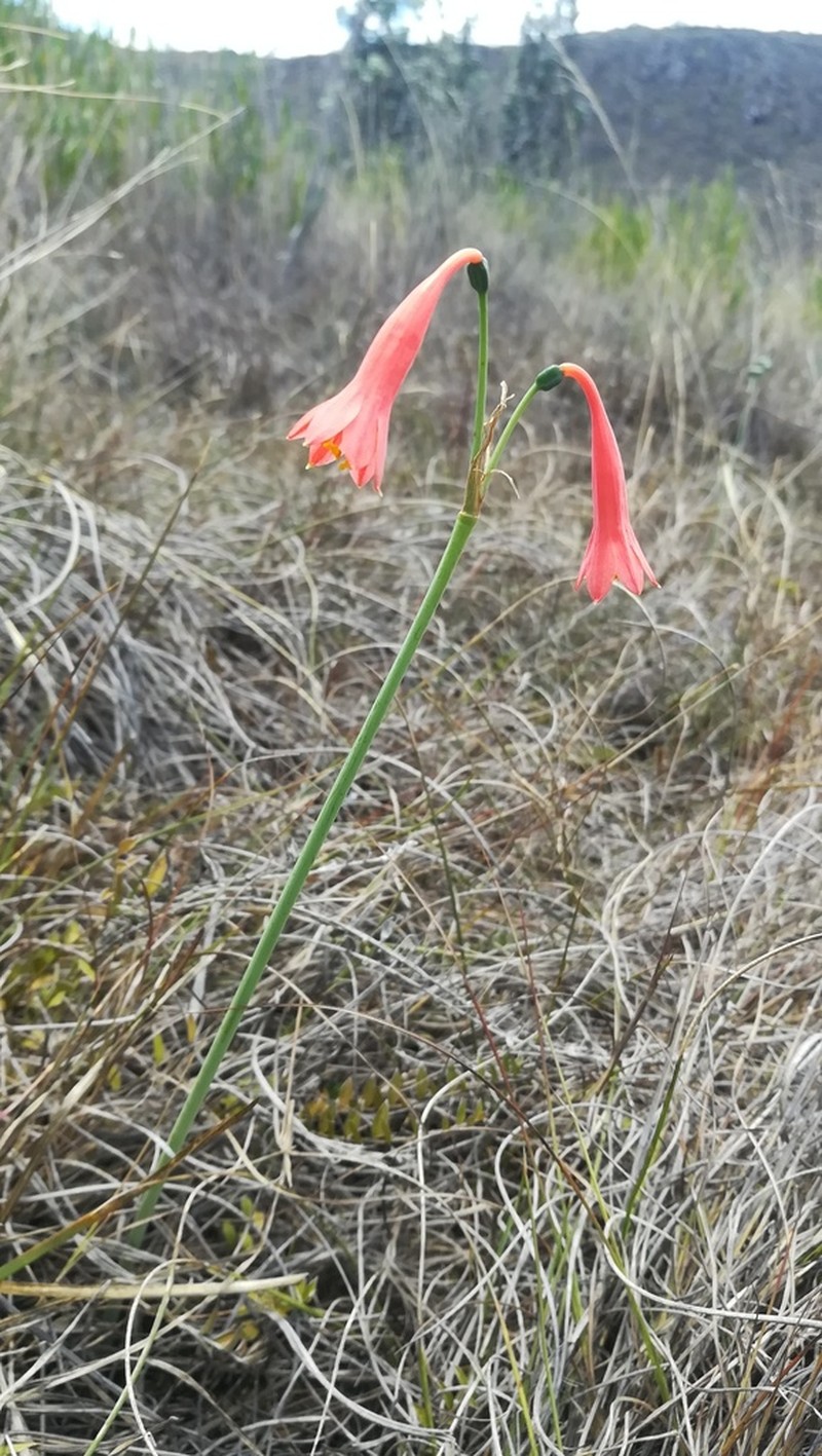 Clinanthus ruber photo 2