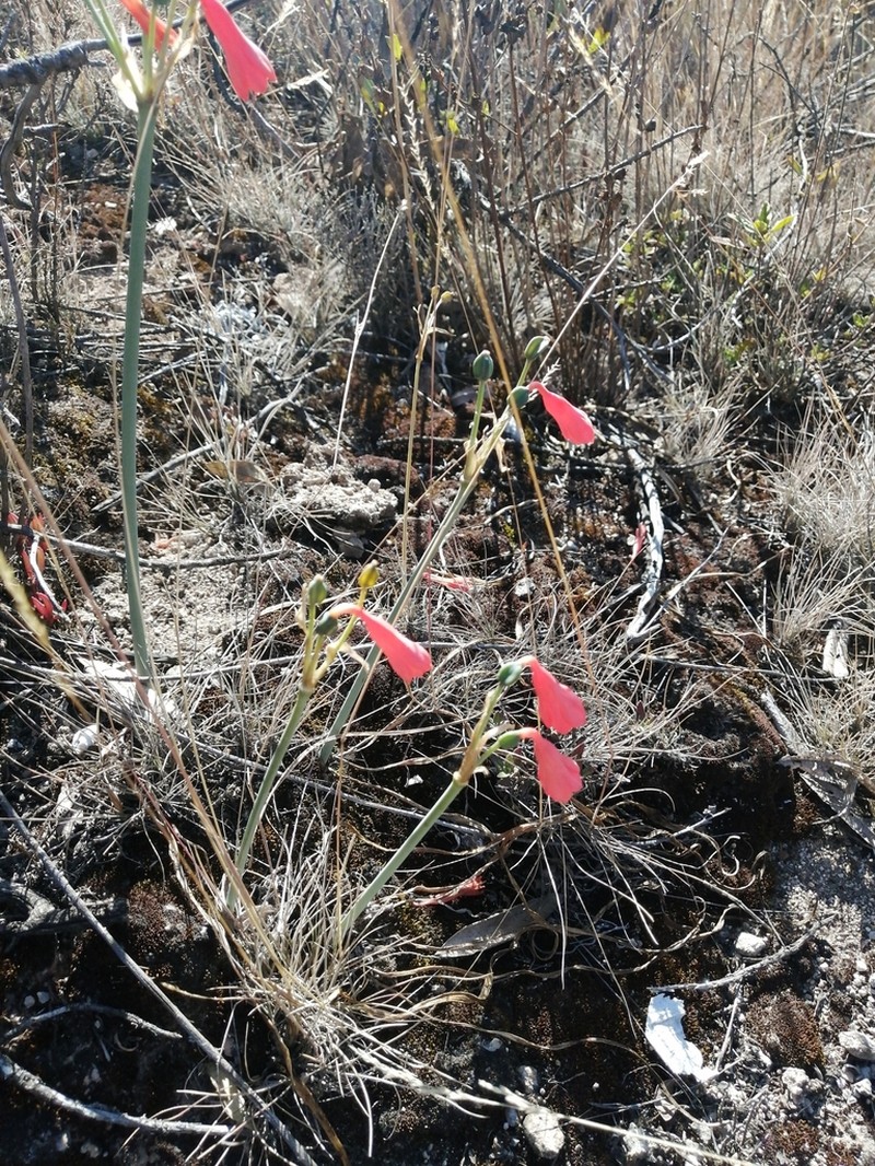 Clinanthus ruber photo 3