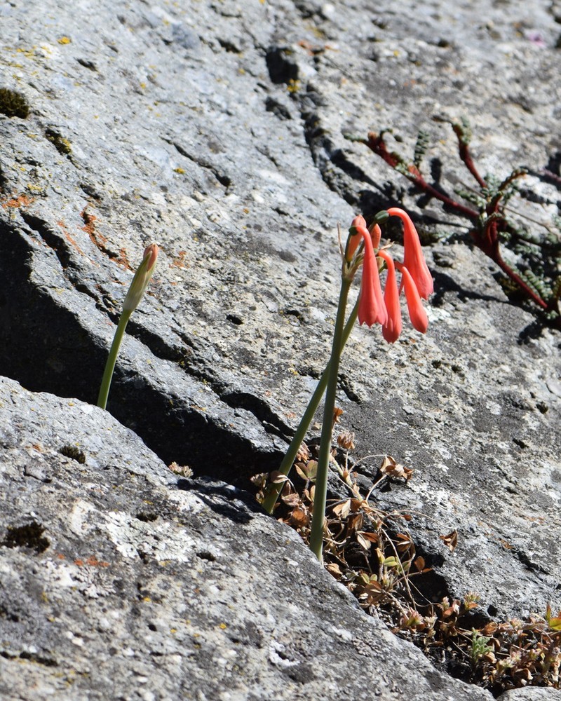 Clinanthus ruber photo 4