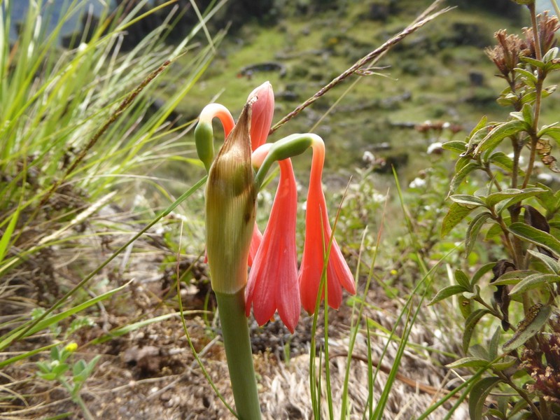 Clinanthus ruber photo 5