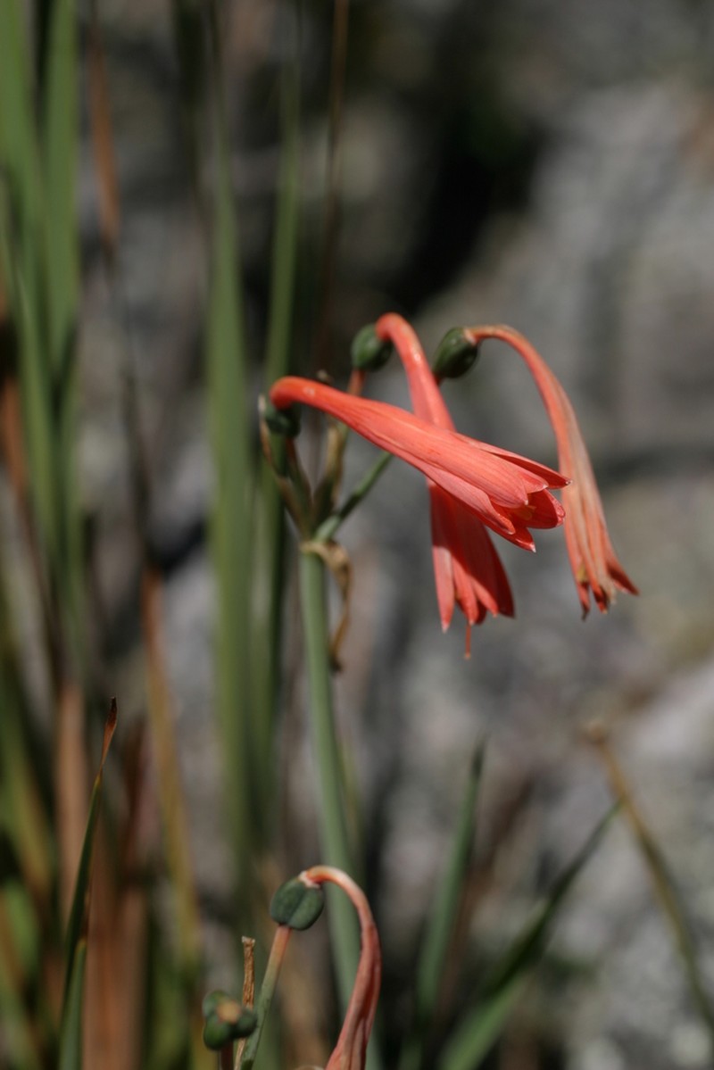 Clinanthus ruber photo 6