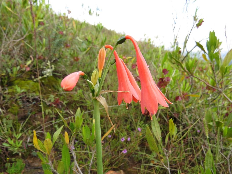 Clinanthus ruber photo 7