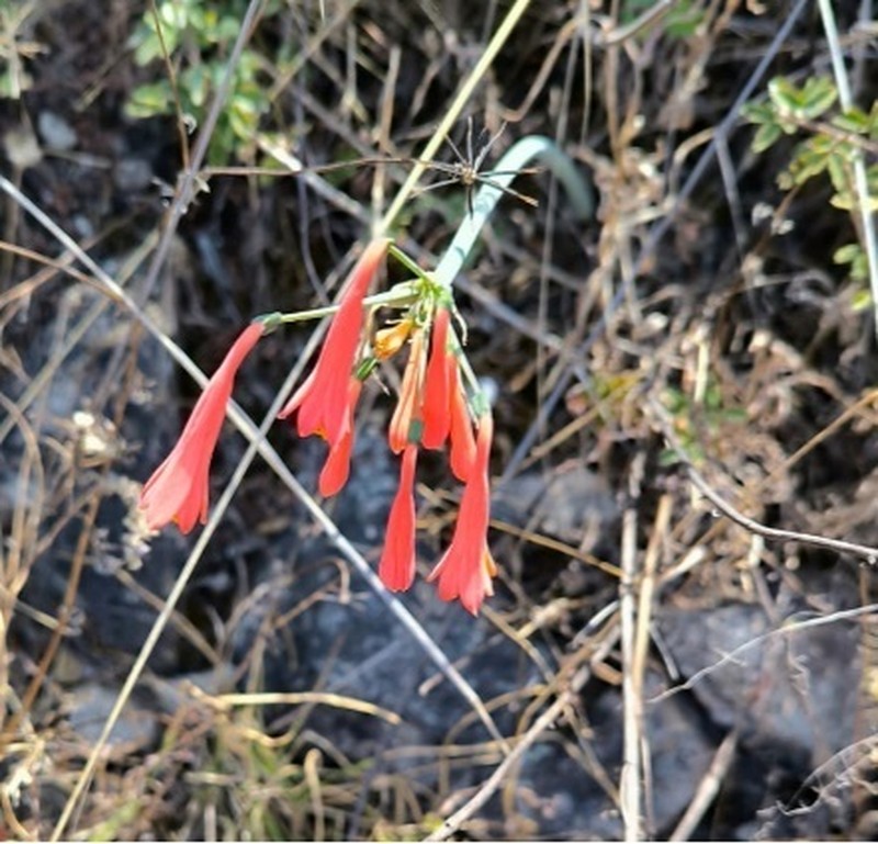 Clinanthus ruber photo 8