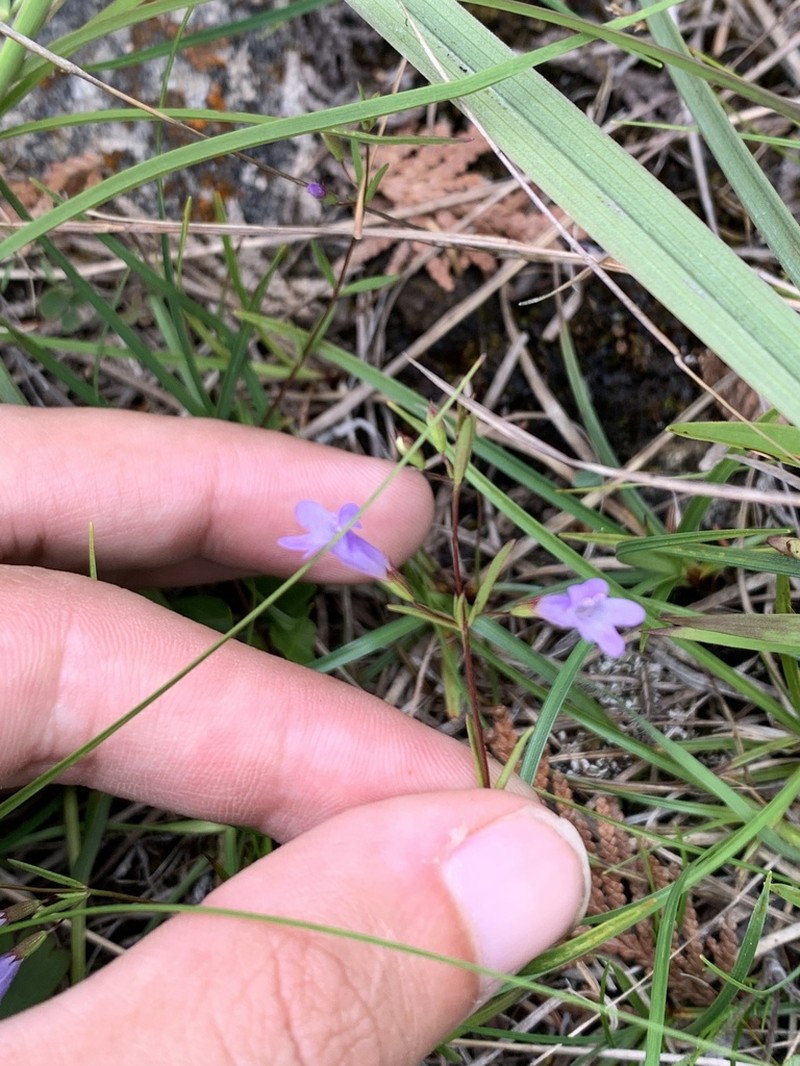 Limestone Calamint