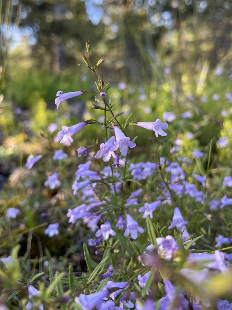 Limestone Calamint photo 2