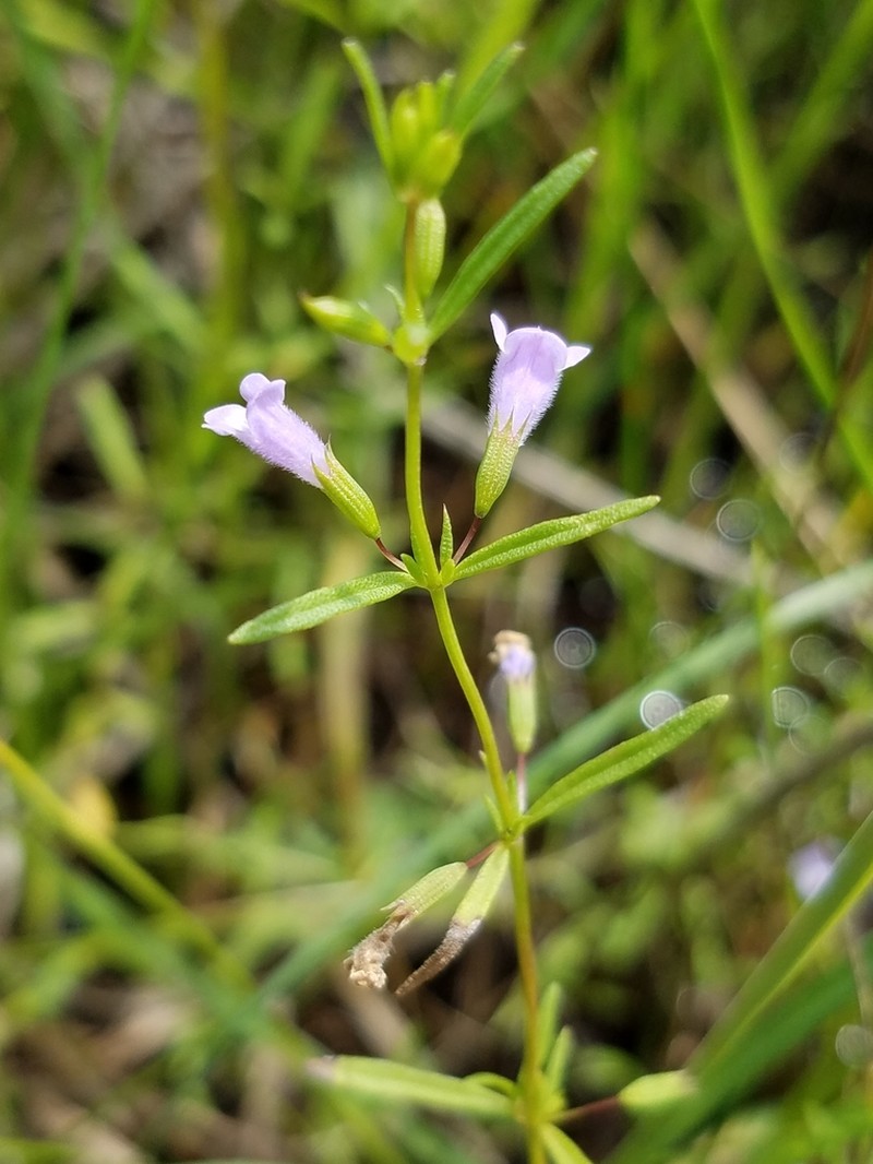 Limestone Calamint photo 3