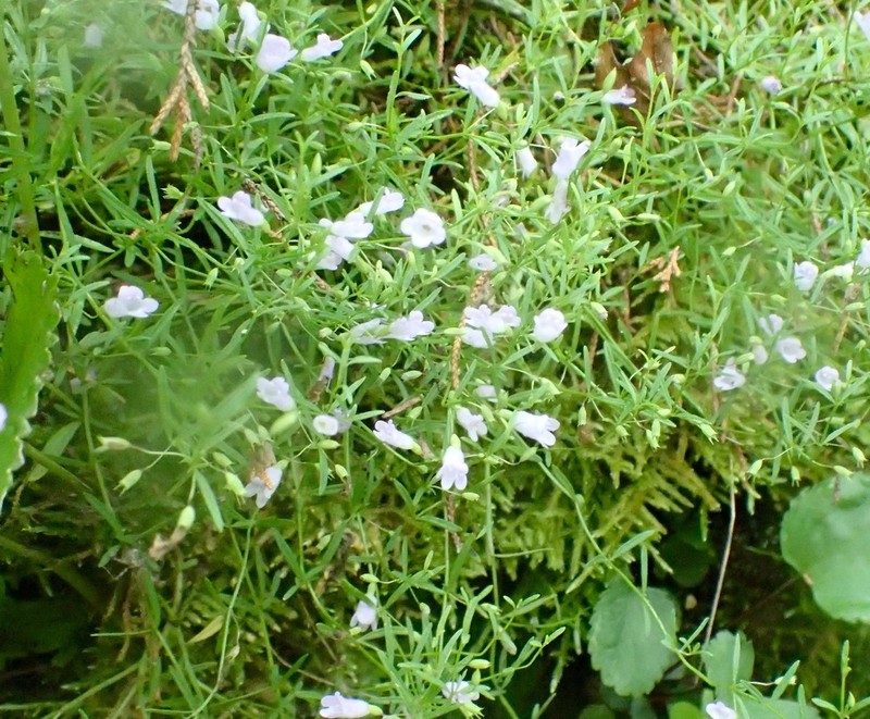 Limestone Calamint photo 4