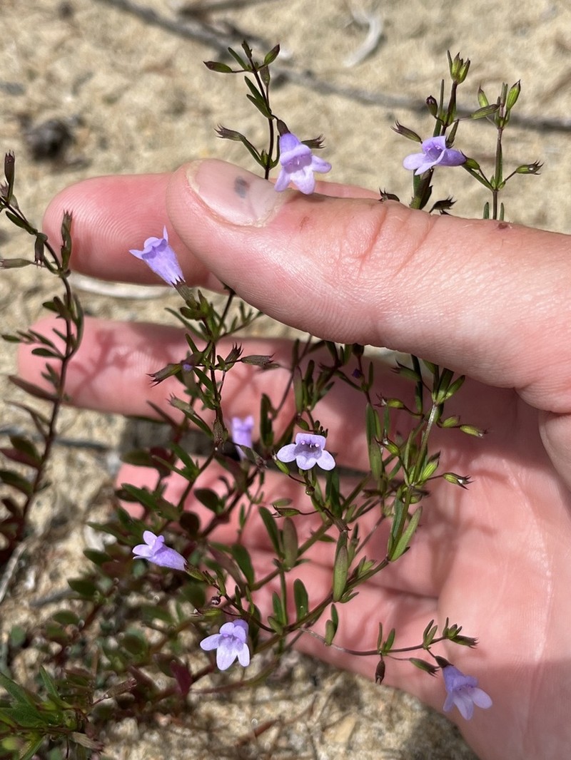 Limestone Calamint photo 5