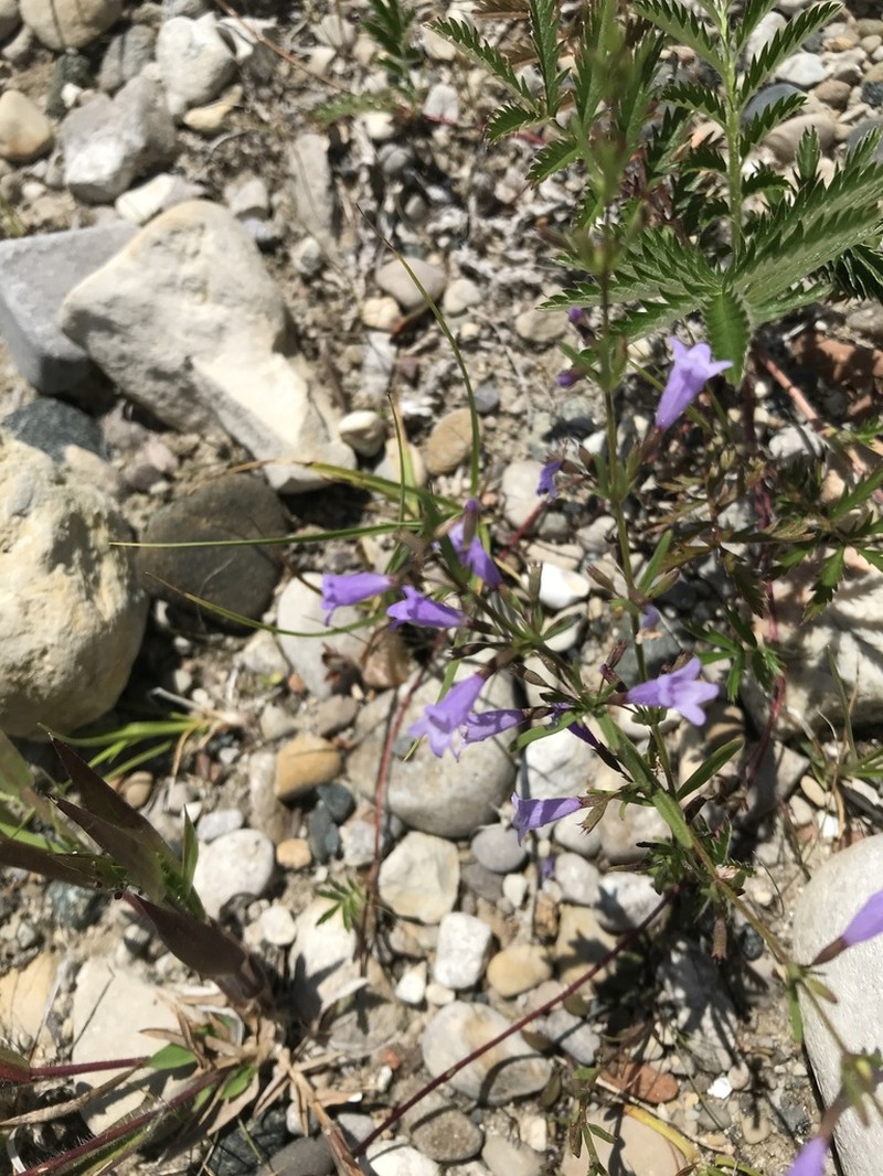 Limestone Calamint photo 6