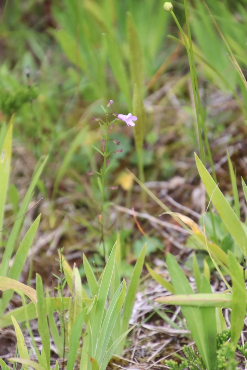 Limestone Calamint photo 7