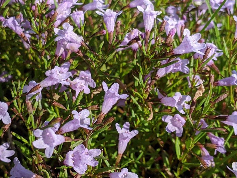 Limestone Calamint photo 8