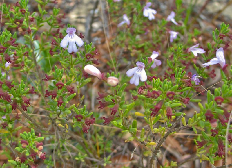 Ashe's Calamint